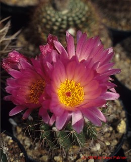 Notocactus cv. uebelmannianus